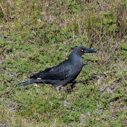 Black Currawong
