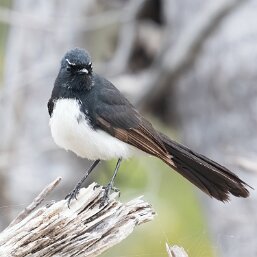 Fantails