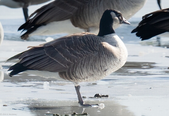 Cackling Goose,