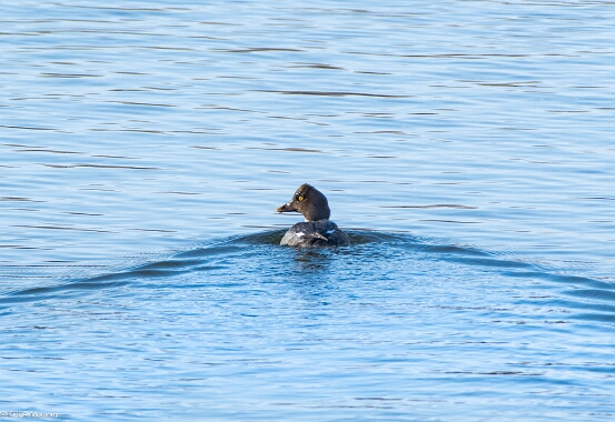Common Goldeneye,