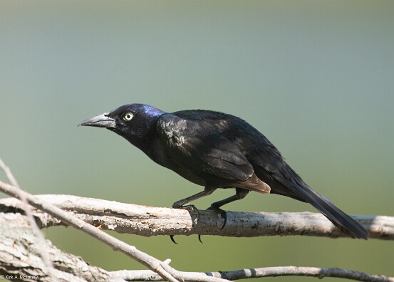 Common Grackle,
