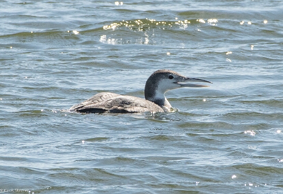 Common Loon,