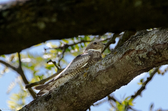 Common Nighthawk,