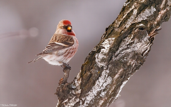 Common Redpoll,