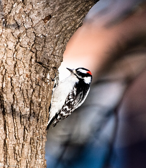 Downy Woodpecker,