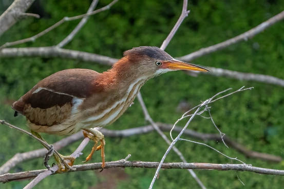 Bittern, Least