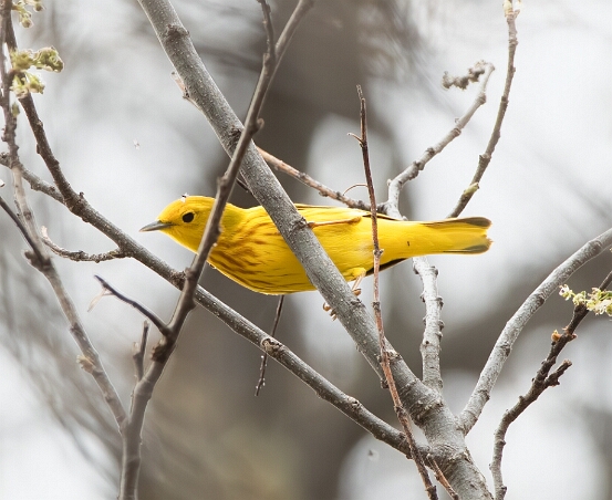 Warbler, Yellow