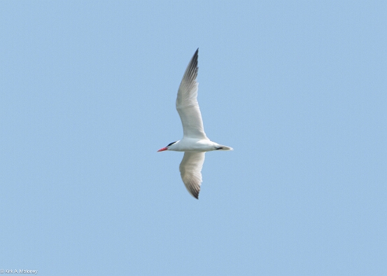 Tern, Caspian