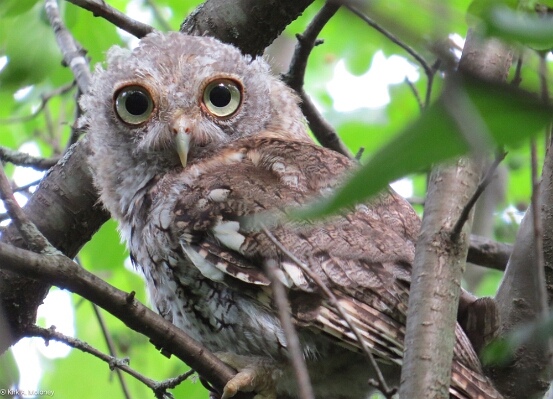 Owl, Eastern Screech-