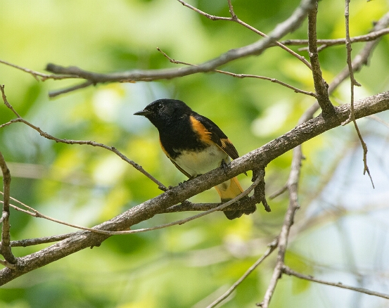 Redstart , American