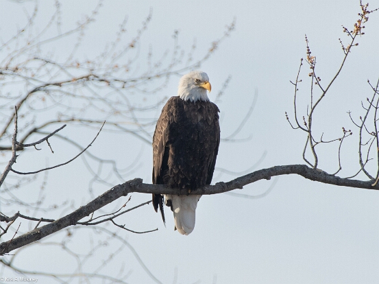 Eagle, Bald