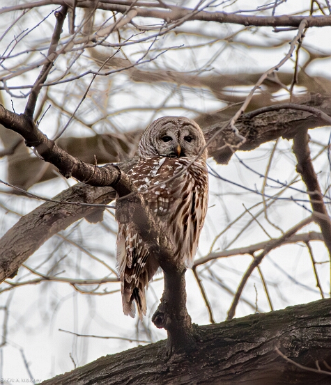 Owl, Barred