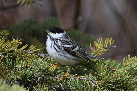 Warbler, Blackpoll