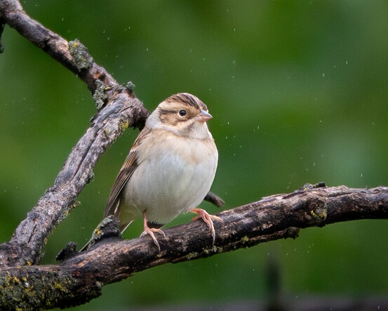 Sparrow, Clay-colored