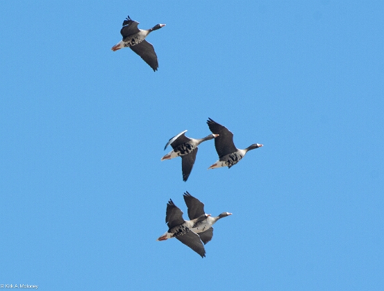 Goose, Greater White-fronted