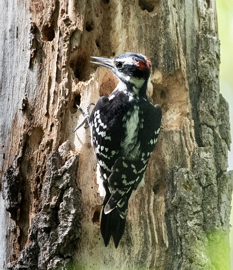 Woodpecker, Hairy