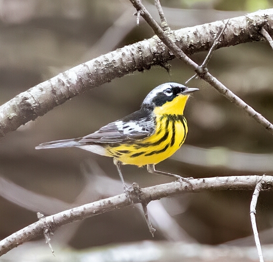 Warbler, Magnolia