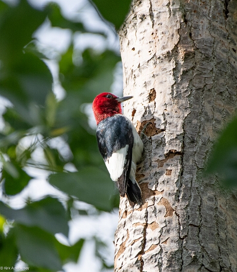 Woodpecker, Red-headed