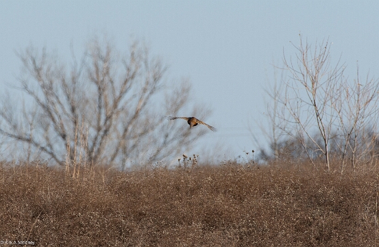 Pheasant, Ring-necked