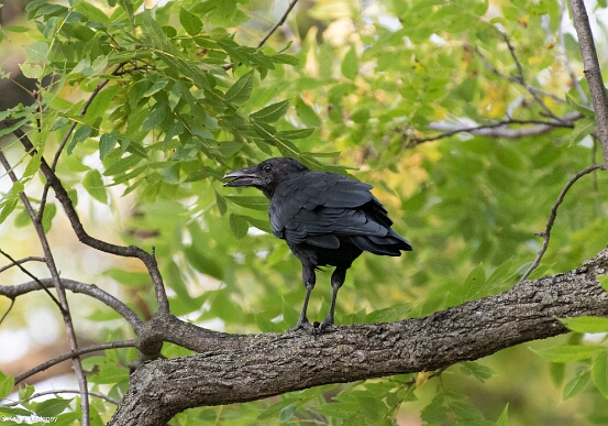 Crow, American