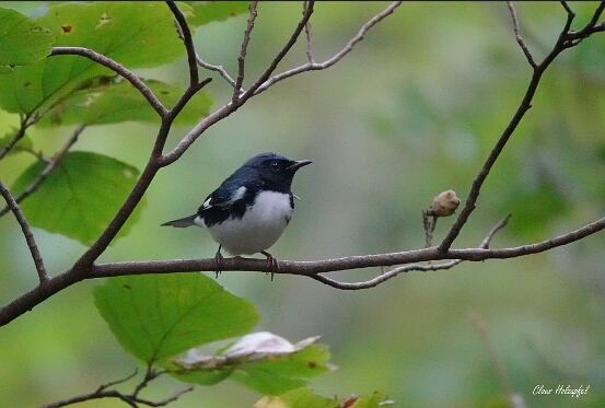 Warbler, Black-throated Blue