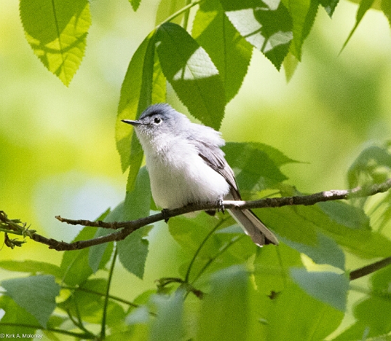 Gnatcatcher, Blue-gray