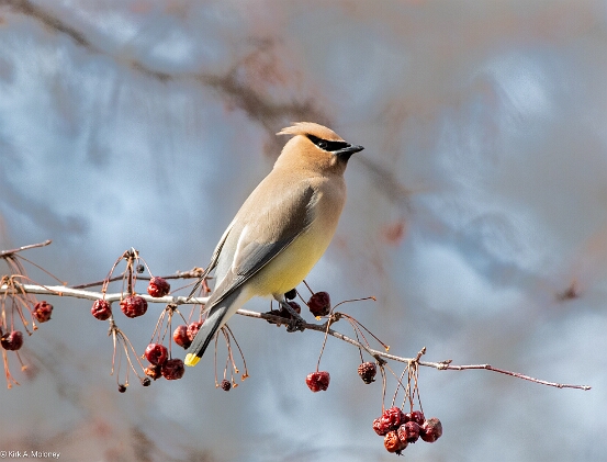 Waxwing, Cedar