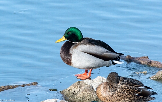 Mallard