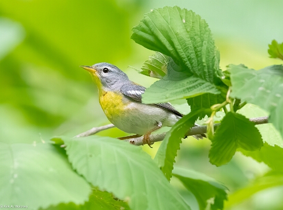 Parula. Northern