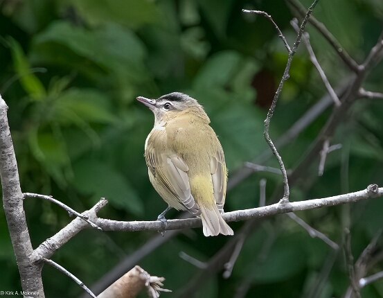 Vireo, Red-eyed