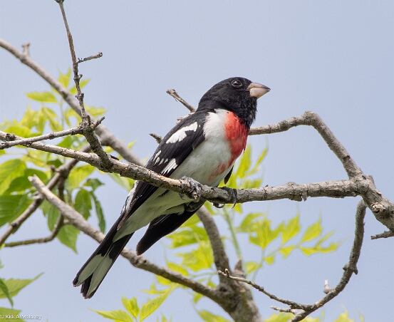 Grosbeak, Rose-breasted