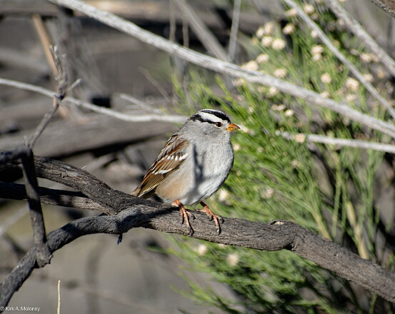 Sparrow, White-crowned