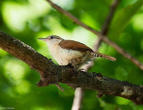 Wren, Carolina