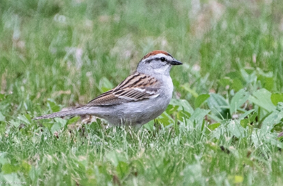 Sparrow, Chipping
