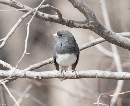 Junco, Dark-eyed