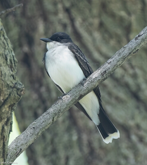 Kingbird, Eastern