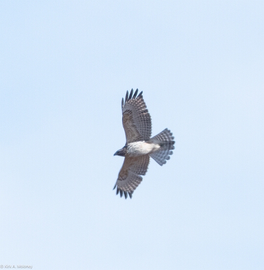 Hawk, Red-shouldered