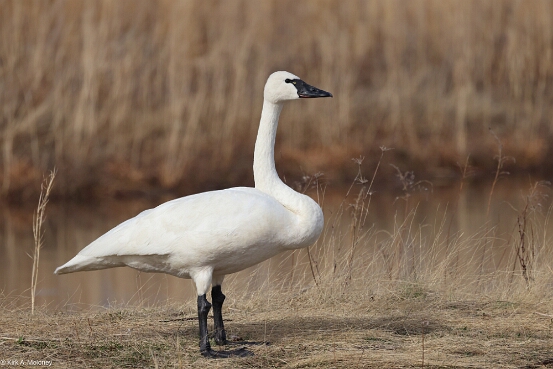 Swan, Tundra