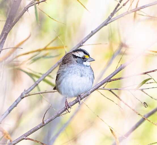 Sparrow, White-throated