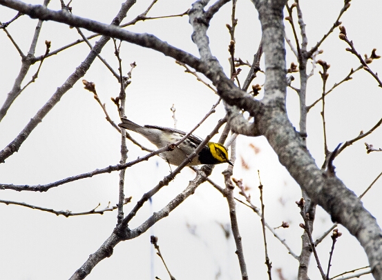 Warbler, Black-throated Green
