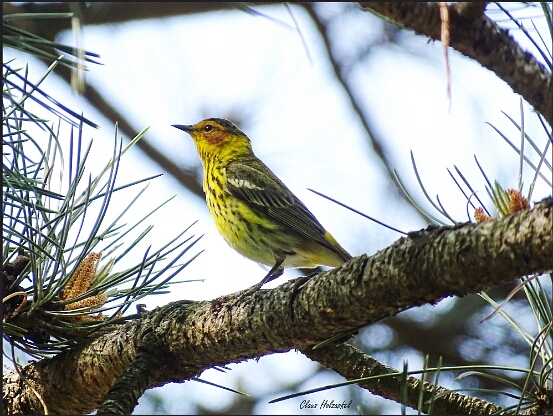Warbler, Cape May