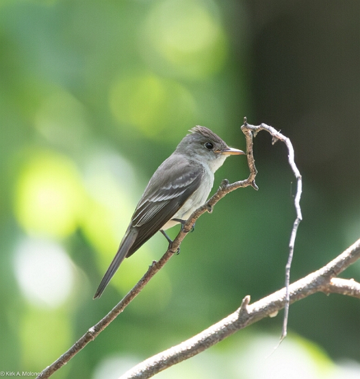 Wood-Pewee, Eastern