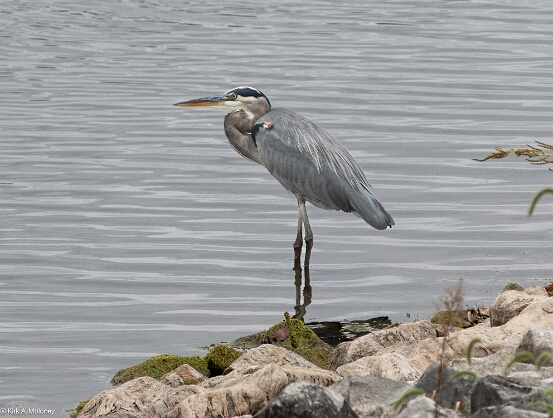 Heron, Great Blue