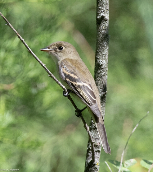 Flycatcher, Least