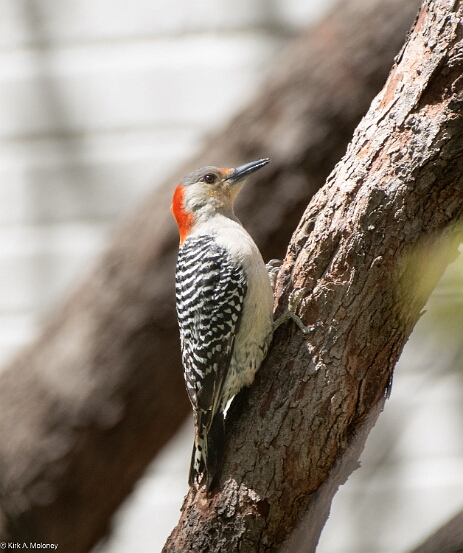 Woodpecker, Red-bellied