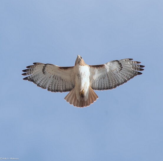 Hawk, Red-tailed