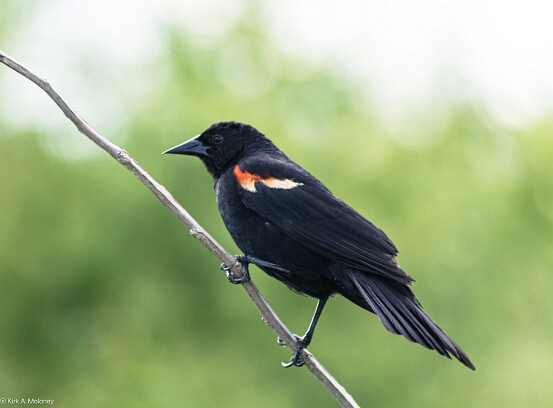 Blackbird, Red-winged