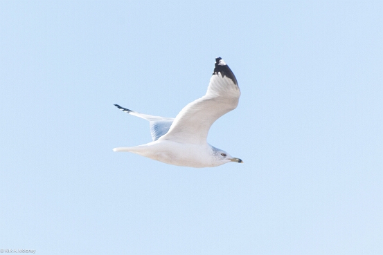 Gull, Ring-billed