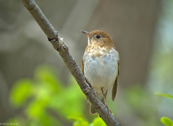 Veery