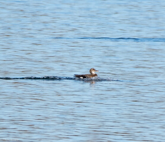Gadwall